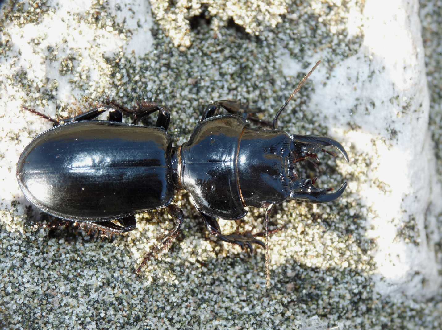 Scarites buparius maschio e femmina